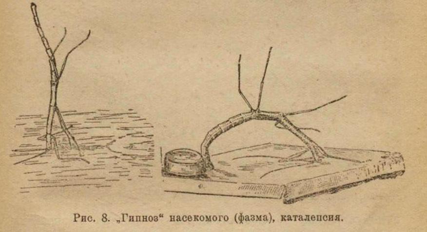 «Гипноз» насекомого (фазма), каталепсия.