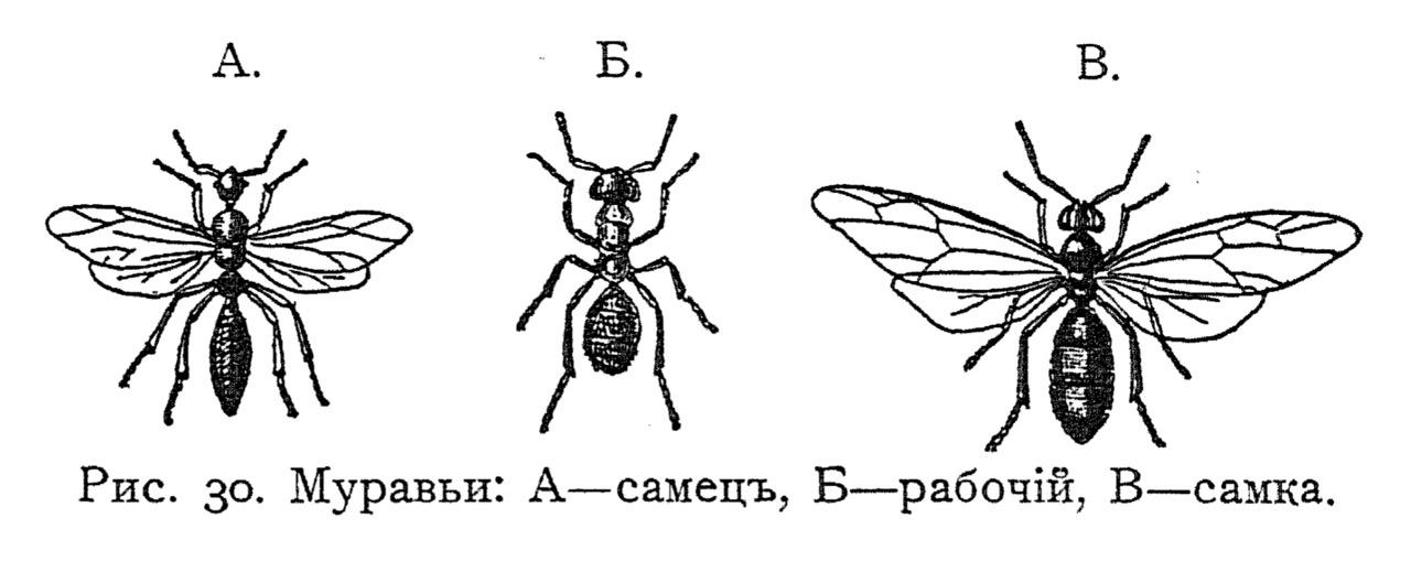 Муравьи: А — самец, Б — рабочий, В — самка