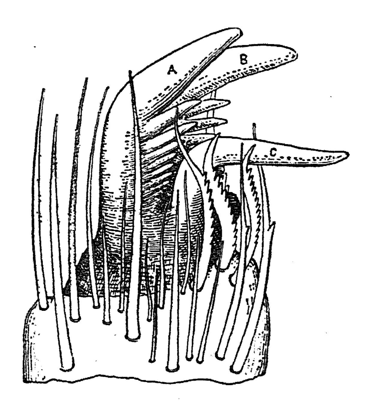 Кончик ноги крестовика (сильно увеличен). А и В — гребенчатые когти, С — добавочный коготок, около него — зазубренные щетинки