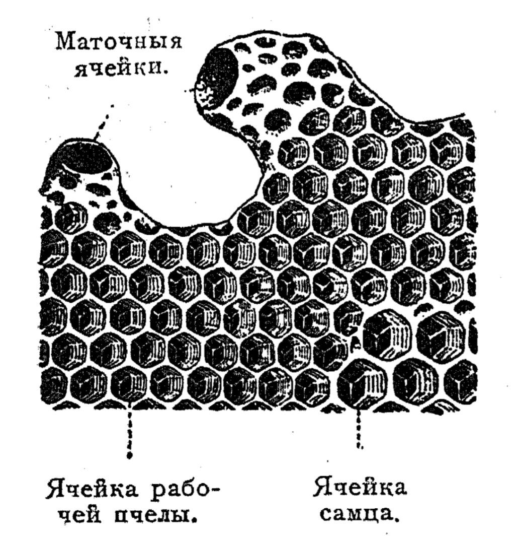 Три вида ячеек в пчелиной соте
