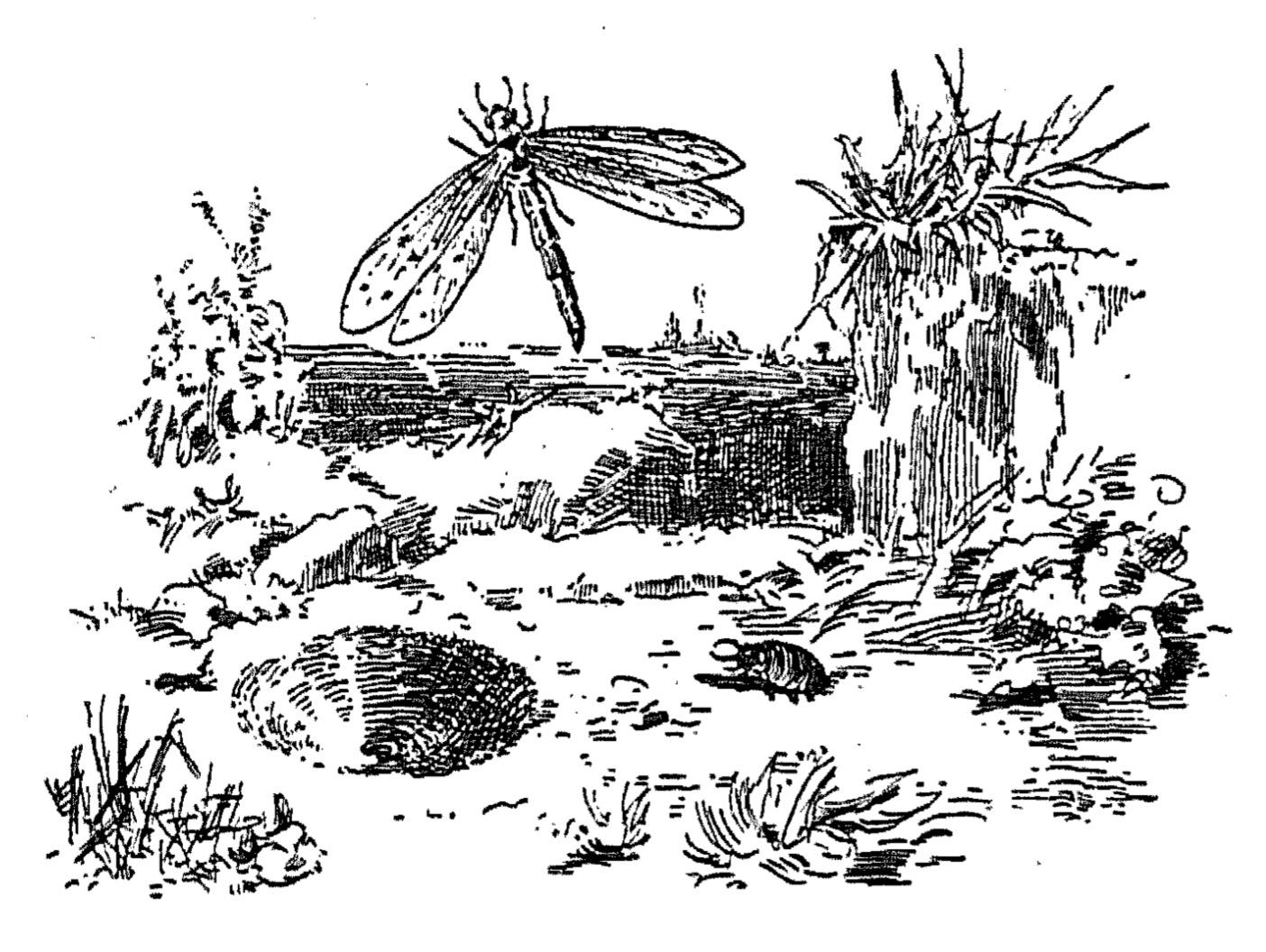 Ловушка муравьиного льва: вверху рисунка летит взрослое насекомое, а внизу ползет его личинка 