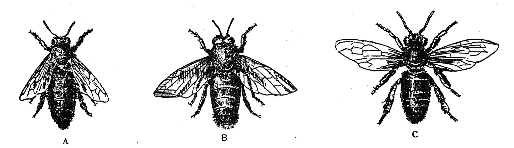 Пчелы: A — матка, B — трутень и C — рабочая пчела