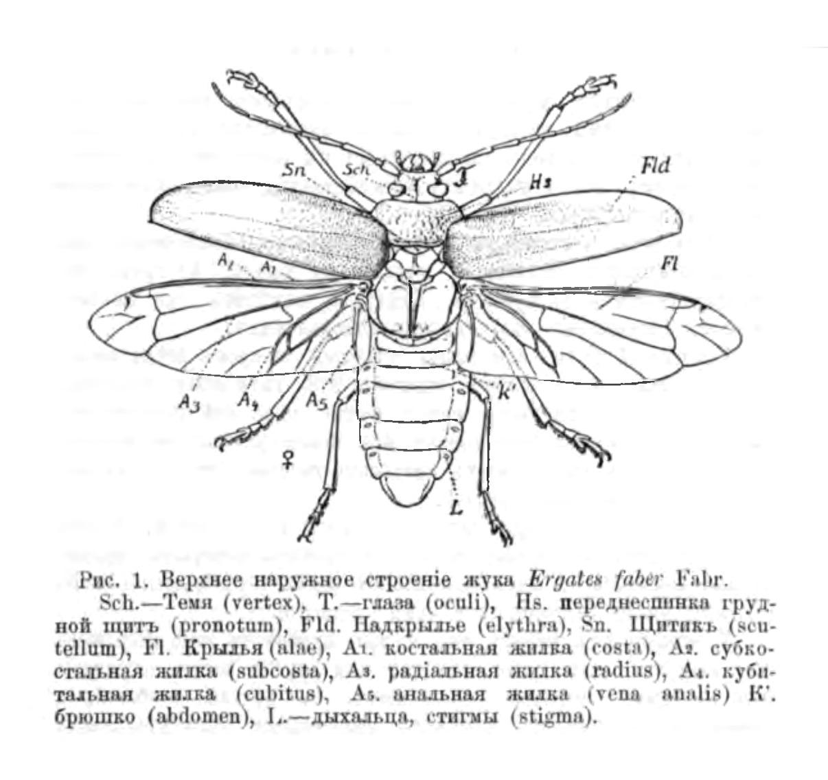 Верхнее наружное жука Ergates faber