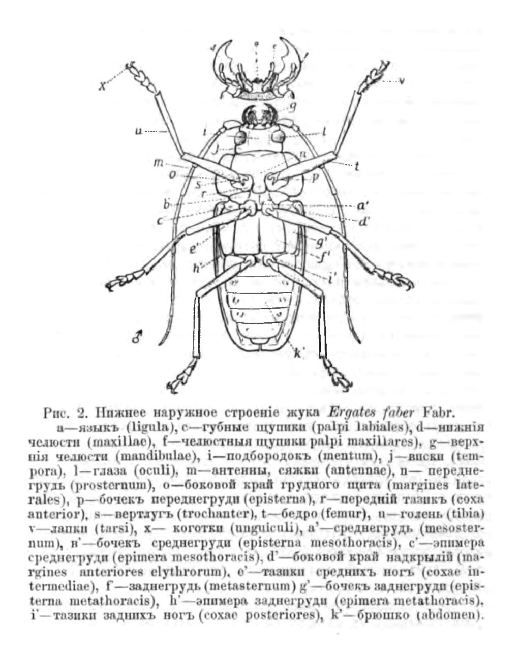 Нижнее наружное строение жука Ergates faber