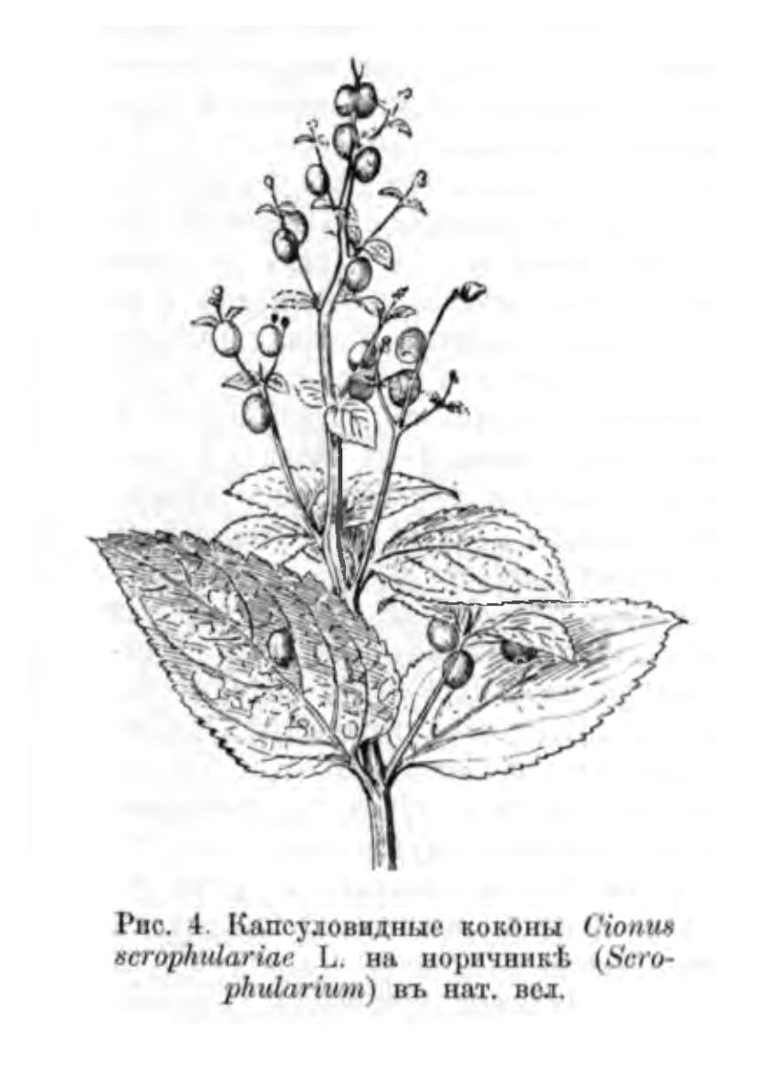 Капсуловидные коконы Cionus scrophulariae L. на норичнике (Scrophularium) в натуральной величине