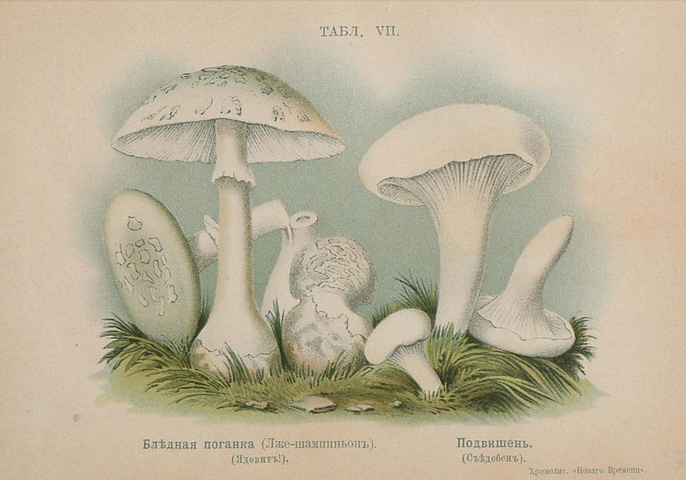 Табл. VII. Бледная поганка. Подвишень.