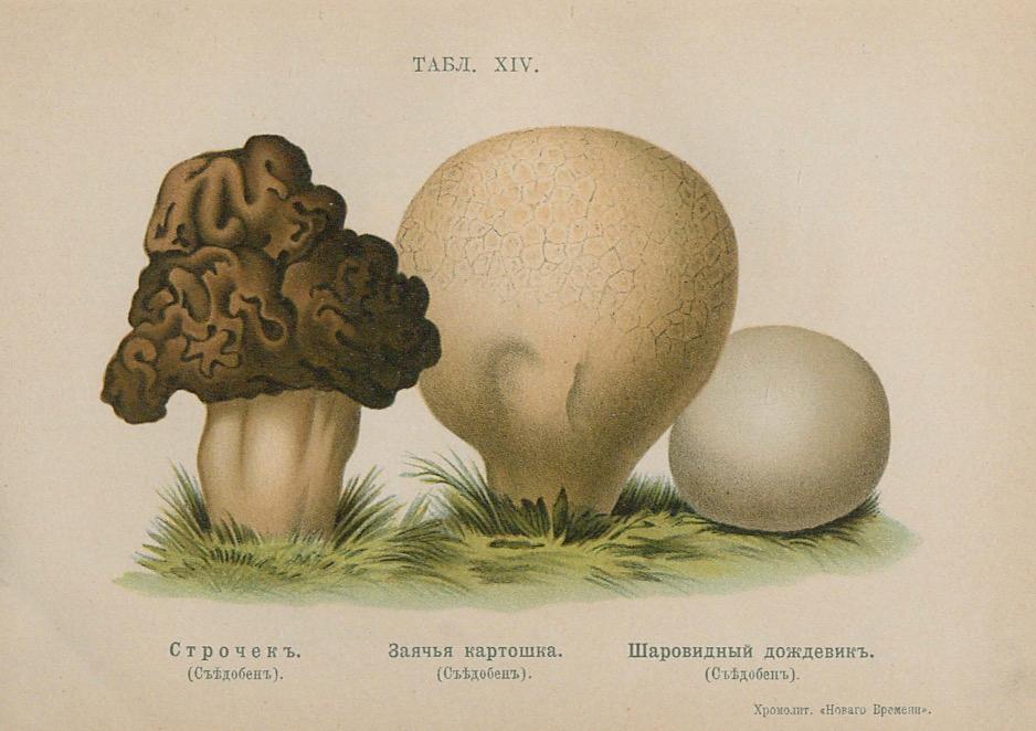 Табл. XIV. Строчек. Заячья картошка. Шаровидный дождевик.