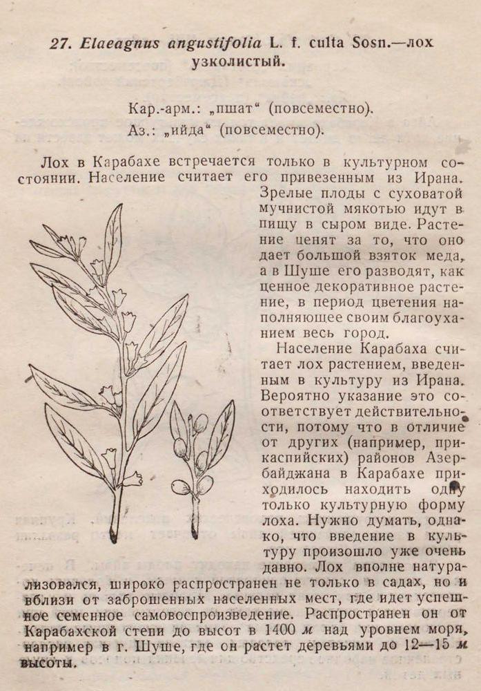 Elaeagnus angustifolia L. f. culta Sosn. — лох узколистый