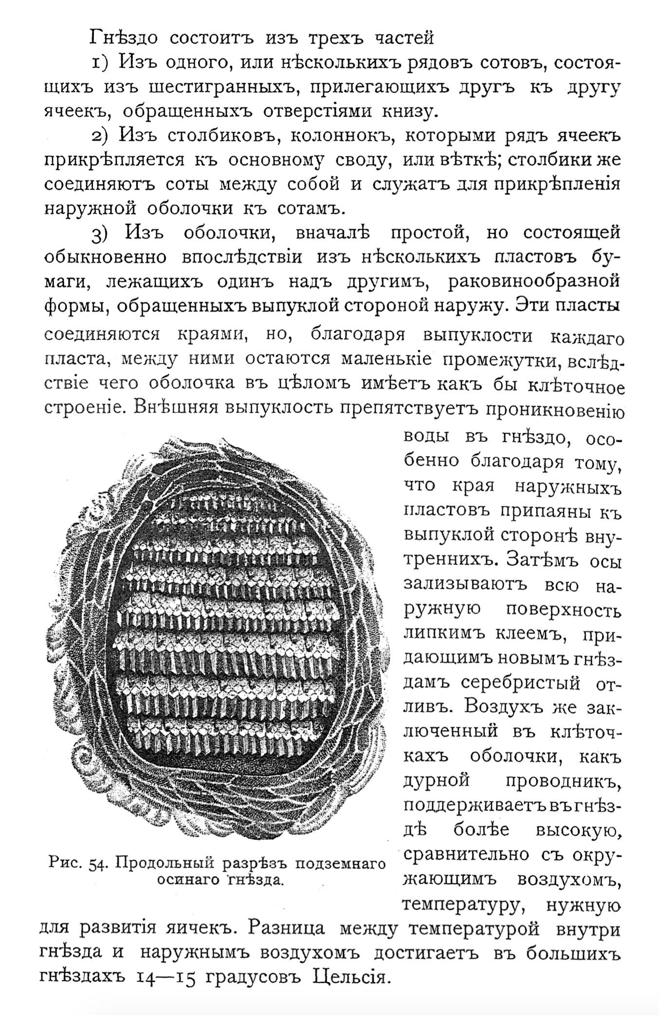 Устройство осиного гнезда