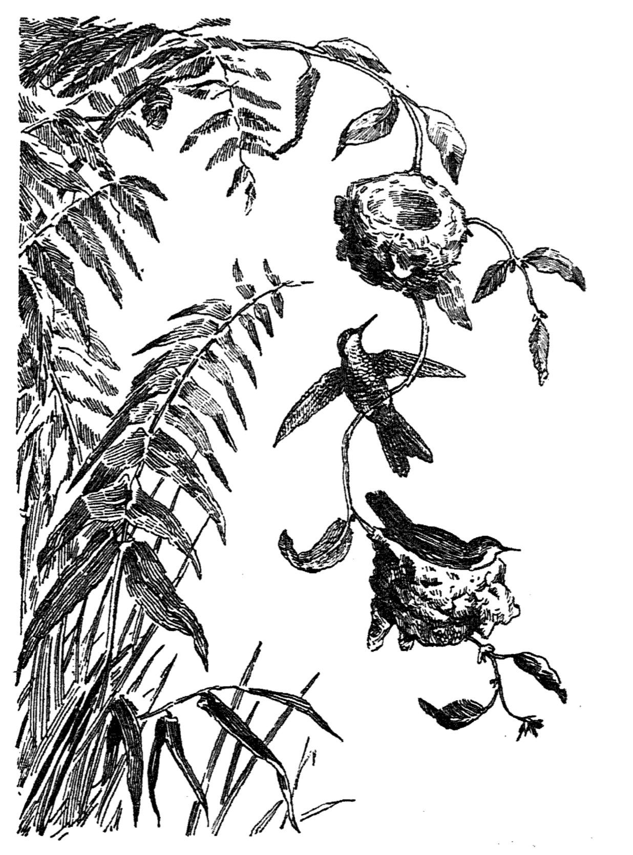 Гнезда изумрудного колибри
