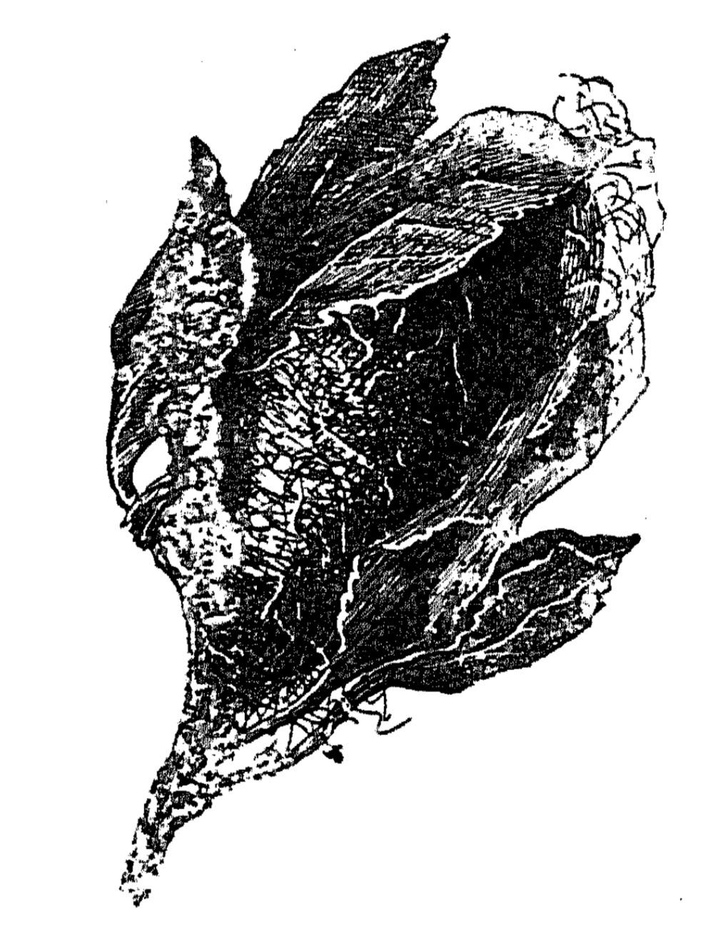 Кокон Saturnia cecropia