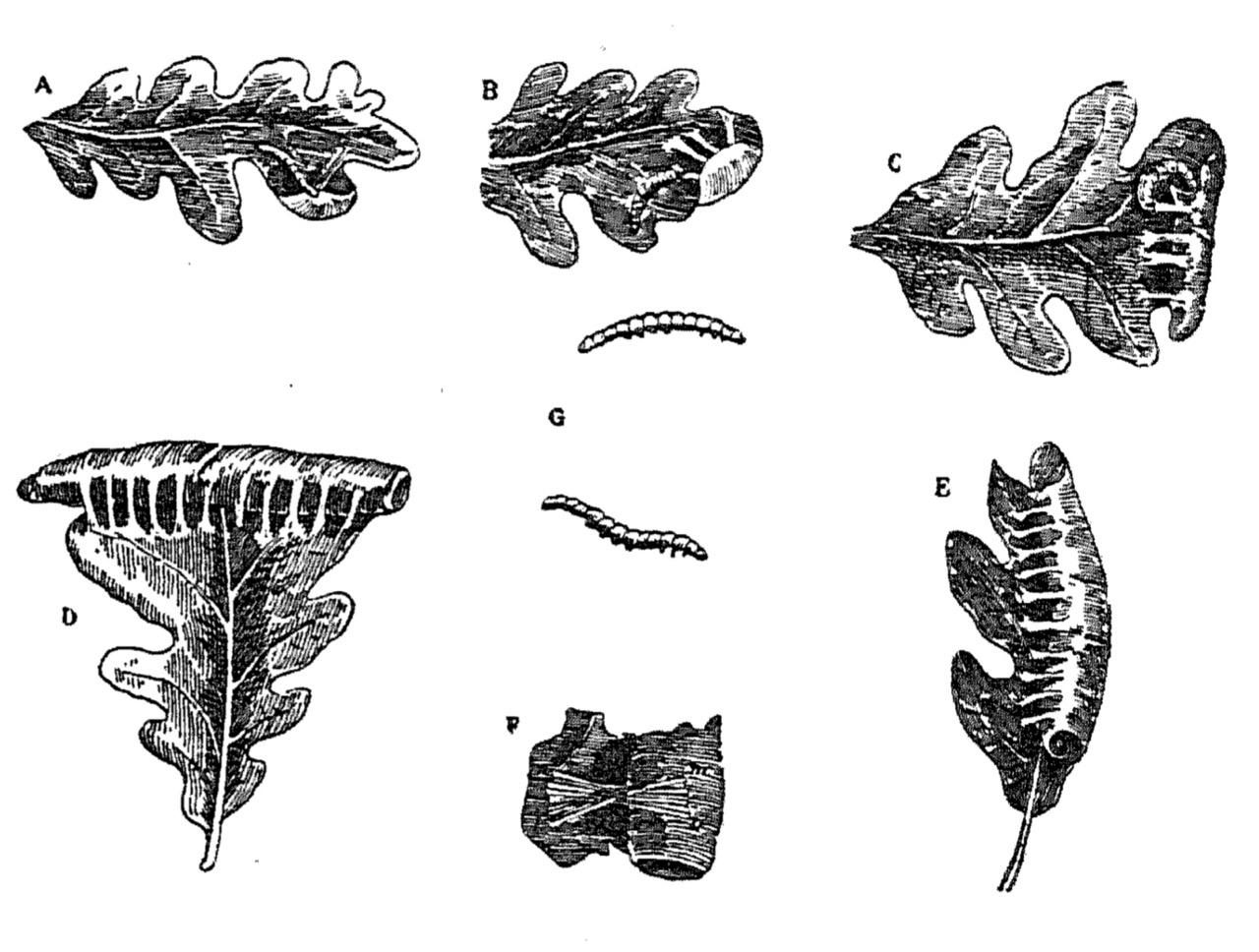 Дубовые листья, свернутые гусеницей Tortricidae. A — начало свертывания; B — вторая стадия; C — вся верхушка листа загнута; D — пол листа загнуто поперек; E — лист свернут вдоль; F — связка на свернутом листе