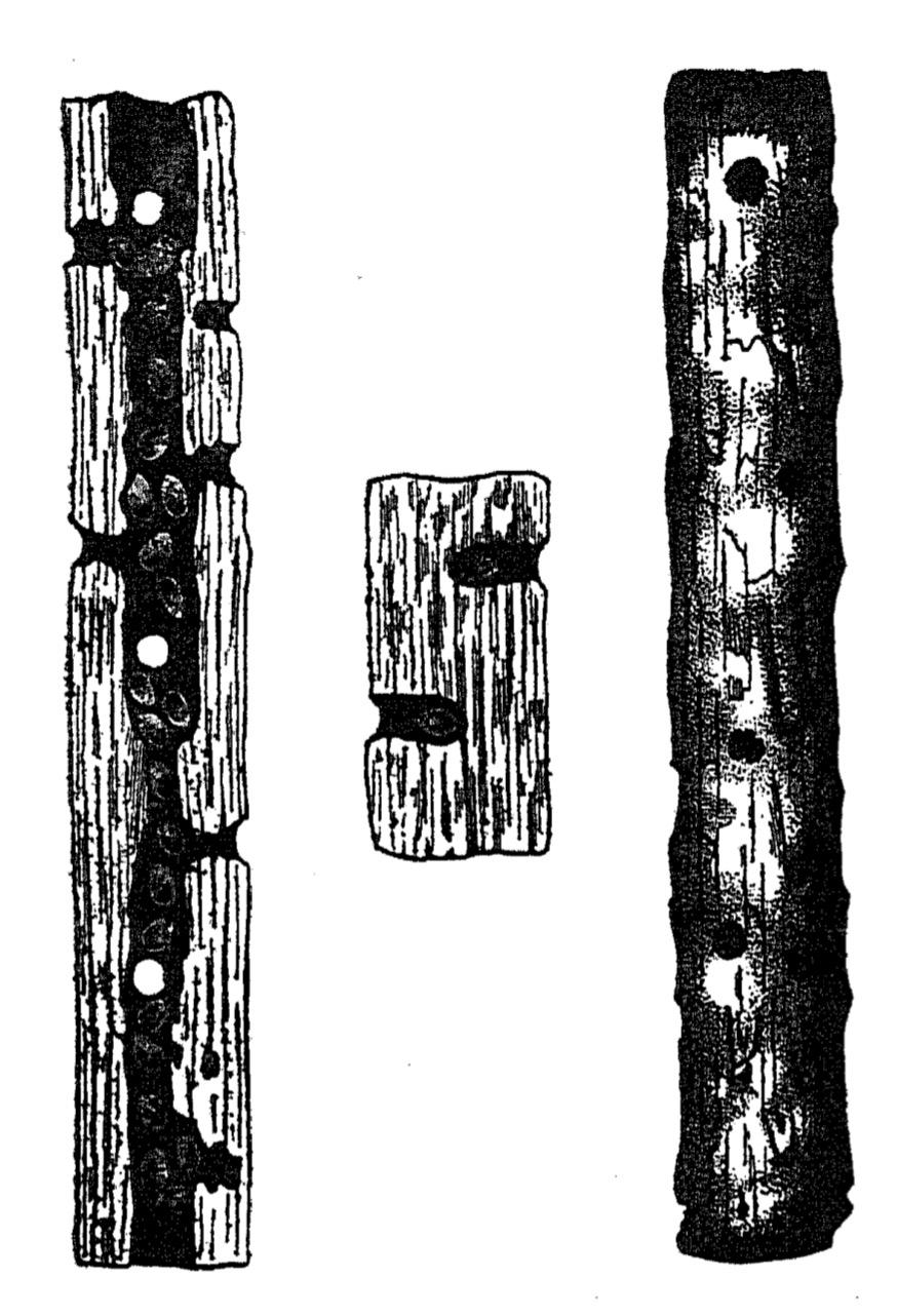 Склады съестных припасов медных дятлов в стеблях агавы и юкки