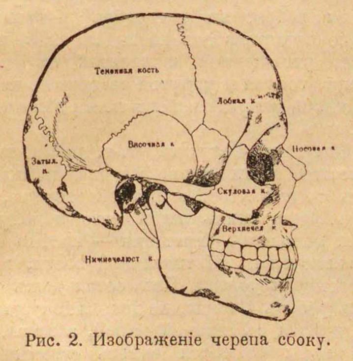 Изображение черепа сбоку