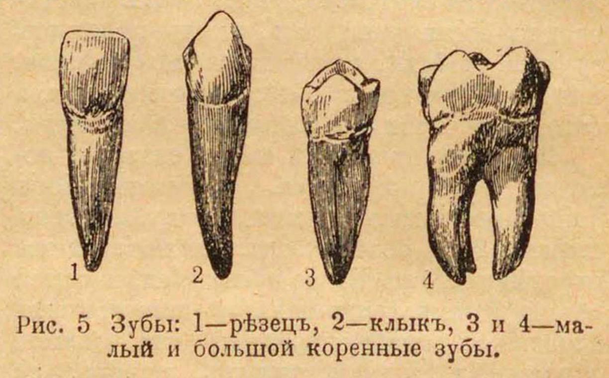 Зубы. Резец, клык, малый и большой коренные зубы. 