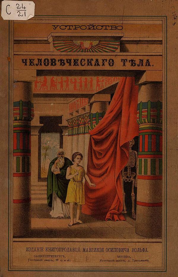 Строение человеческого тела