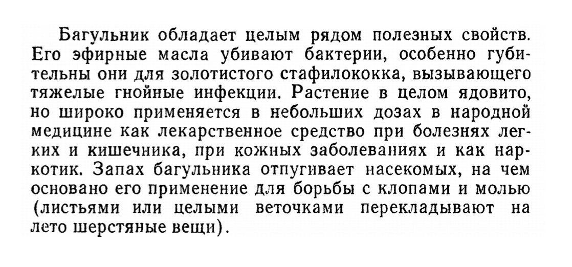 Полезные свойства багульника.