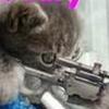 sheve1ev